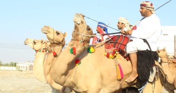 الخيل والهجن