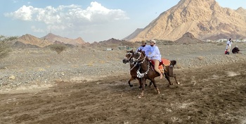 الخيل والهجن