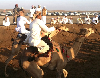 الخيل والهجن
