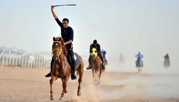 الخيل والهجن