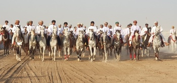 الخيل والهجن