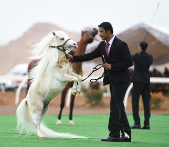 الخيل والهجن