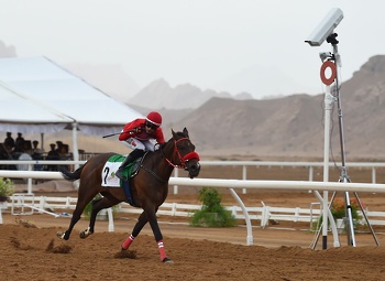 الخيل والهجن