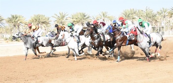 الخيل والهجن