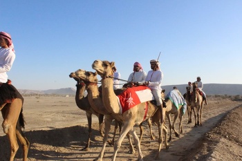 الخيل والهجن
