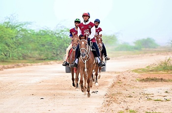 الخيل والهجن