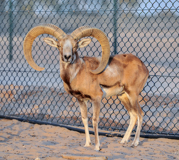Das Arabische Oryx Reservat – Wilayat Haima