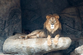 Safari Welt in der Wilayat Ibra