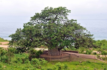 Arbre de baobab (tèbladi) – wilaya de Dhalkut