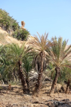 Wadi Ash Shuwaymiyah dans la wilaya de Shalim et les îles Al Hallaniyat