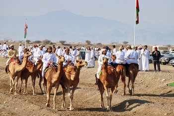 Festival d\'Al Asalah des chameaux et des chevaux – wilaya de Saham	