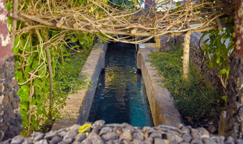 Oasis de Saʿra dans le gouvernorat d’Al Buraimi	