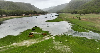 Dhalkut