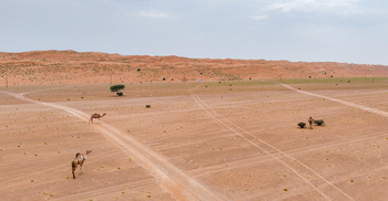 Wilaya de Bidiya