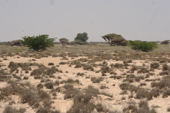 L’un des oueds (Wadi) de la wilaya d’Al Jazir 
