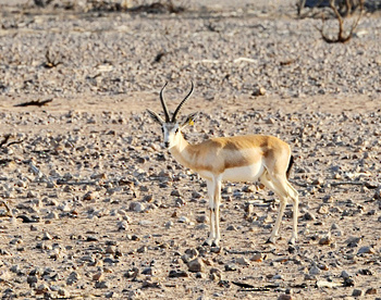 Reserva de Flora y Fauna – Wilaya de Haima