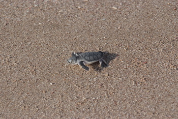 Turtle Reserve in South Al Sharqiyah Governorate