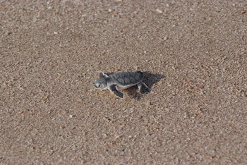 Turtle Reserve in South Al Sharqiyah Governorate