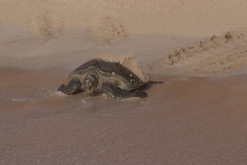 Turtle Reserve in South Al Sharqiyah Governorate