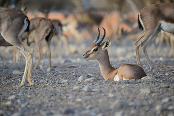 Parc naturel d\'Al Saleel