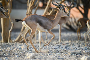 Parc naturel d\'Al Saleel