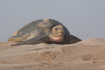 Turtle Reserve in South Al Sharqiyah Governorate