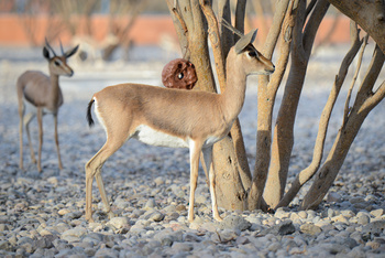 Al Saleel Natural Park Reserve