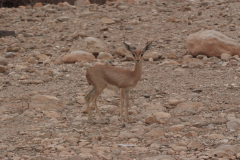 محمية جبل سمحان
