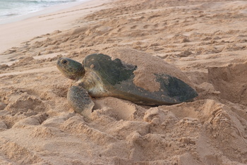 Turtle Reserve in South Al Sharqiyah Governorate