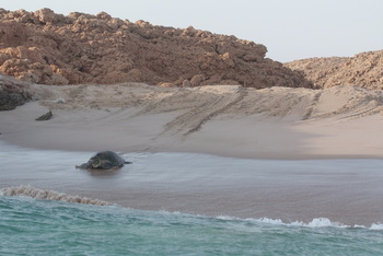 Turtle Reserve in South Al Sharqiyah Governorate