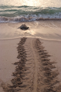 Réserve des tortues dans le gouvernorat d’Al Sharqiya Sud, Ras Al Hadd