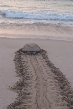 Turtle Reserve in South Al Sharqiyah Governorate
