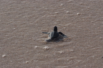 Turtle Reserve in South Al Sharqiyah Governorate