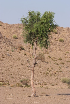 Naturschutzgebiet Al Saleel – Gouvernement Al Sharqiyah Süd