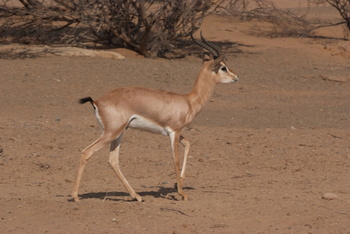 Parc naturel d\'Al Saleel