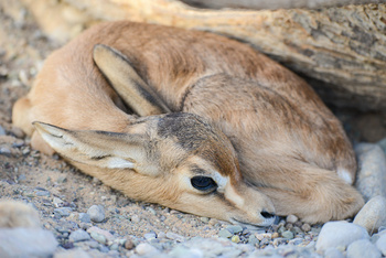 Parc naturel d\'Al Saleel