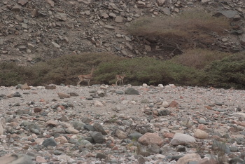 محمية جبل سمحان
