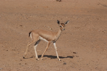 Parc naturel d\'Al Saleel