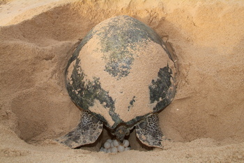 Turtle Reserve in South Al Sharqiyah Governorate
