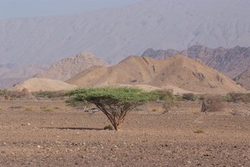 Naturschutzgebiet Al Saleel – Gouvernement Al Sharqiyah Süd