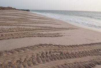 Réserve des tortues dans le gouvernorat d’Al Sharqiya Sud, Ras Al Hadd