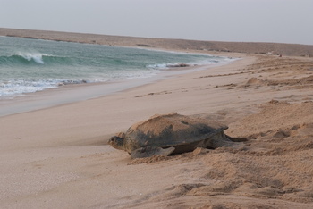 Turtle Reserve in South Al Sharqiyah Governorate