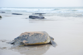 Turtle Reserve in South Al Sharqiyah Governorate