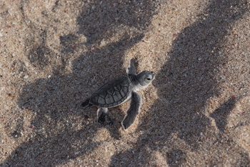 Réserve des tortues dans le gouvernorat d’Al Sharqiya Sud, Ras Al Hadd