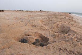 Réserve des tortues dans le gouvernorat d’Al Sharqiya Sud, Ras Al Hadd