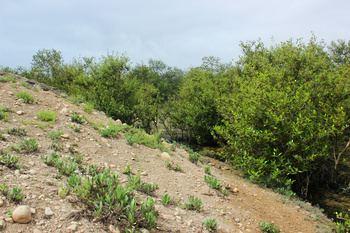 محمية خور عوقد