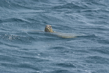 Réserve des tortues dans le gouvernorat d’Al Sharqiya Sud, Ras Al Hadd