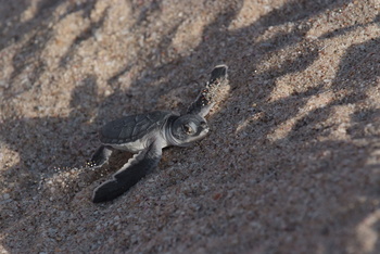 Réserve des tortues dans le gouvernorat d’Al Sharqiya Sud, Ras Al Hadd