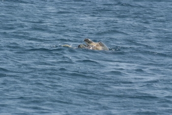 Turtle Reserve in South Al Sharqiyah Governorate