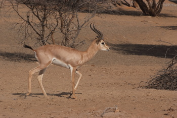 Parc naturel d\'Al Saleel